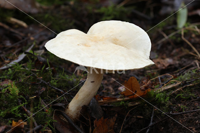 Tricholoma stiparophyllum