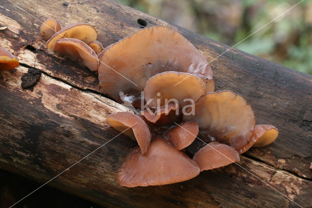 Jew's Ear (Hirneola auricula-judae)