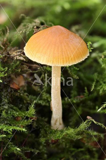 Galerina clavata