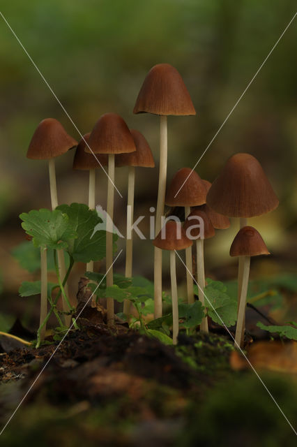 Conical Brittlestem (Psathyrella conopilus)