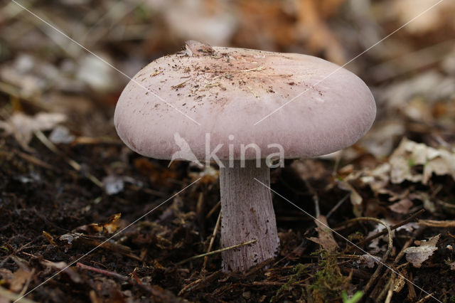 Wood blewit (Lepista nuda)