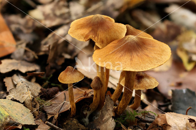 Cortinarius saniosus