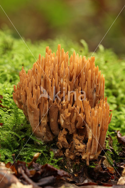 Upright coral (Ramaria stricta)