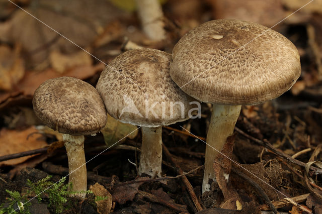 Tricholoma cingulatum