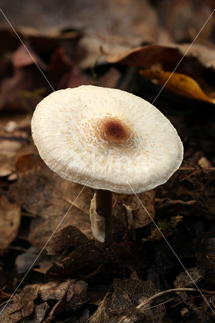 Stinking Dapperling (Lepiota cristata)