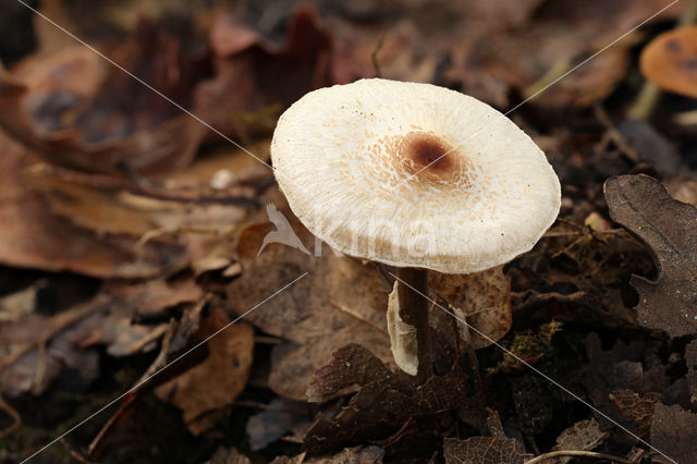 Stinkparasolzwam (Lepiota cristata)