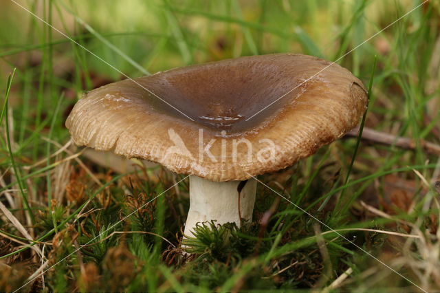 Verkleurende kamrussula (Russula insignis)