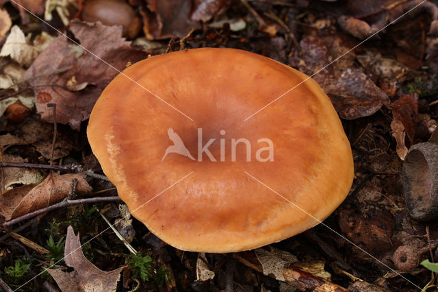 Tawny Funnel (Lepista flaccida)