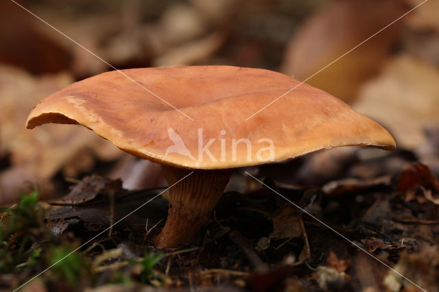 Roodbruine schijnridderzwam (Lepista flaccida)