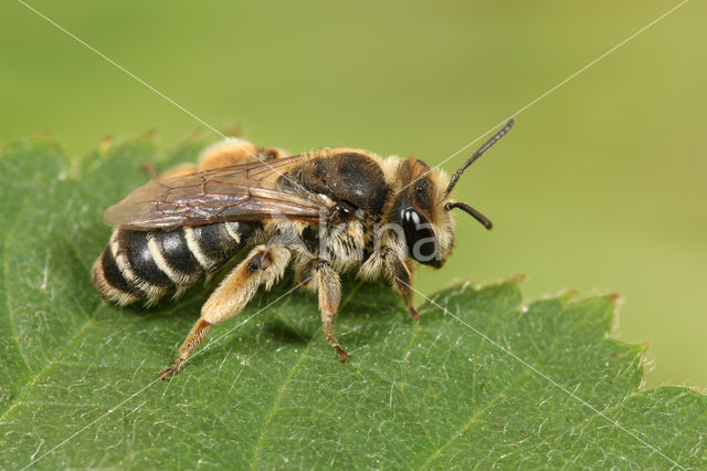 Bremzandbij (Andrena ovatula)