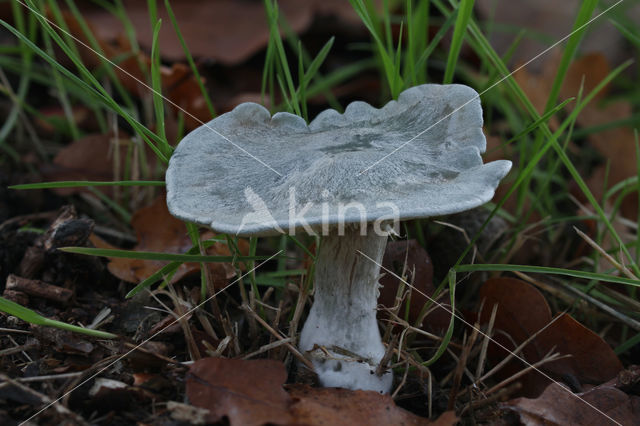 Groene anijstrechterzwam (Clitocybe odora)