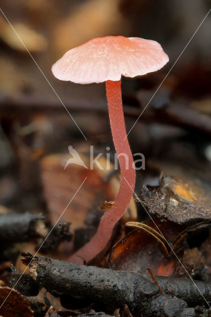 Scarlet bonnet (Mycena adonis)