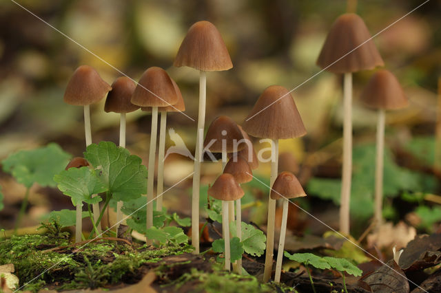 Conical Brittlestem (Psathyrella conopilus)