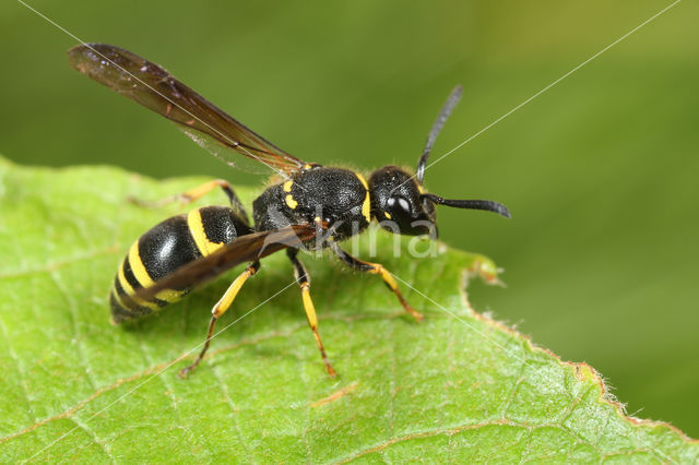 Ancistrocerus trifasciatus