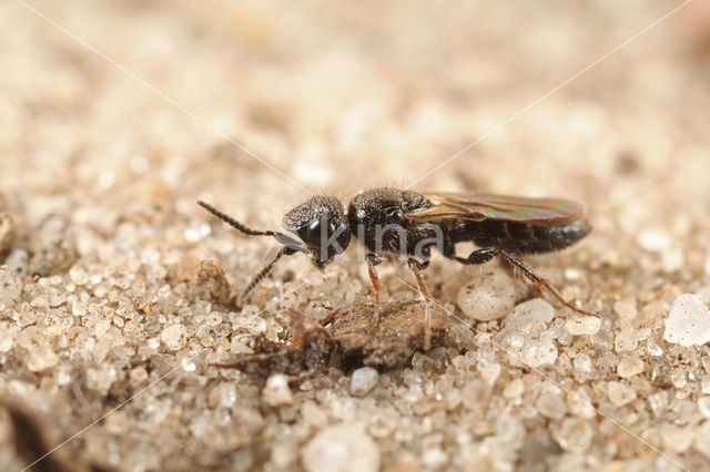 Sparasion cephalotes