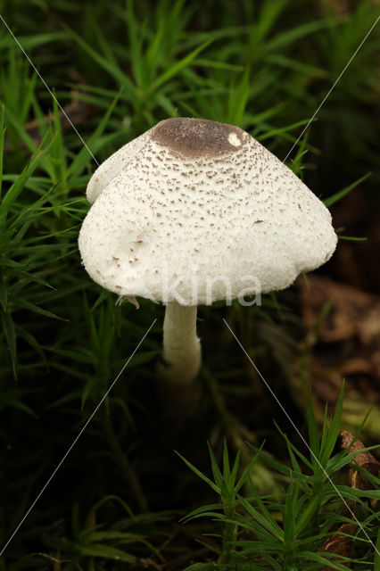 Spikkelplooiparasol (Leucocoprinus brebissonii)