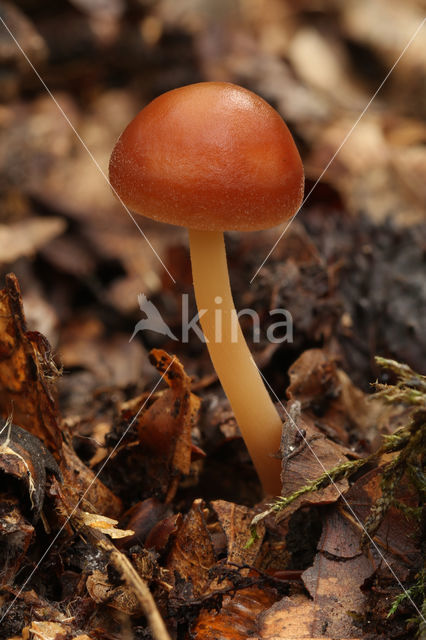 Eikenbladzwammetje (Collybia dryophila)