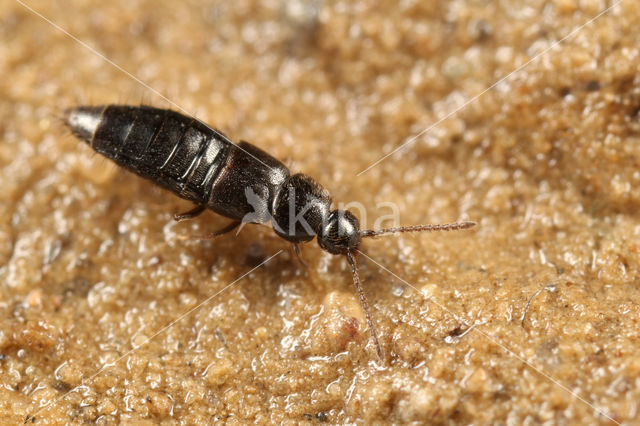 Acrotona amplicollis