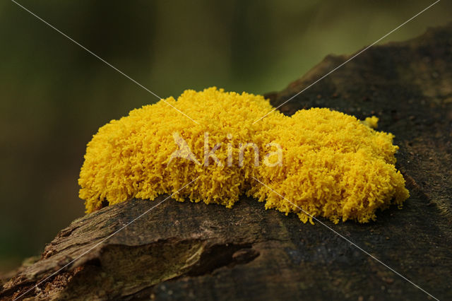 Scrambled egg slime (Fuligo septica)