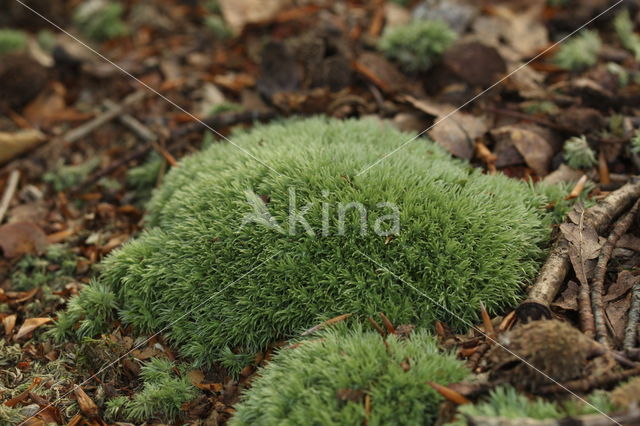 Kussentjesmos (Leucobryum glaucum)