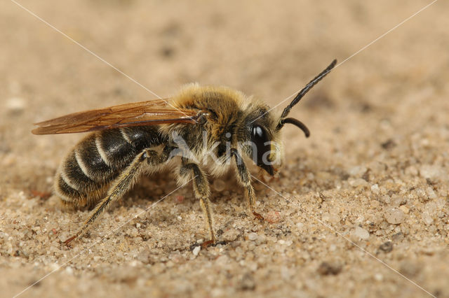 Donkere klaverzandbij (Andrena labialis)