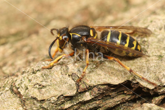 Middelste wesp (Dolichovespula media)