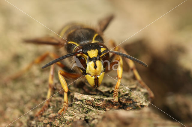 Middelste wesp (Dolichovespula media)