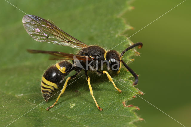 Ancistrocerus parietinus