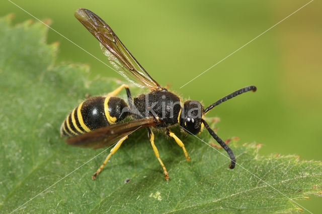 Ancistrocerus parietinus