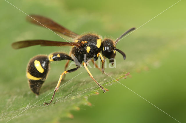 Eumenes coronatus