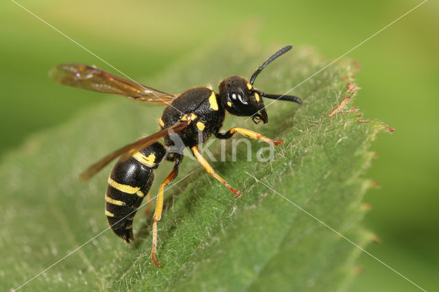 Euodynerus quadrifasciatus