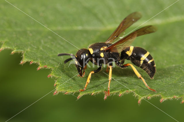 Euodynerus quadrifasciatus