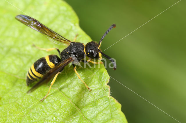 Ancistrocerus trifasciatus