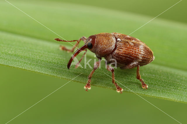 Curculio rubidus