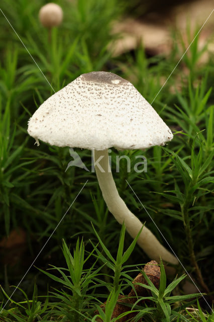 Spikkelplooiparasol (Leucocoprinus brebissonii)