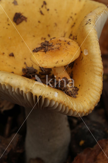 Geelwitte russula (Russula ochroleuca)