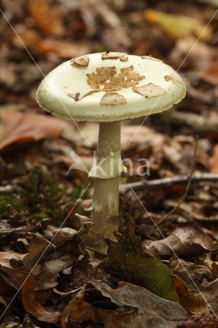 Gele knolamaniet (Amanita citrina)