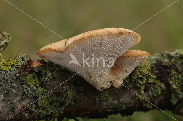 Polyporus arcularius