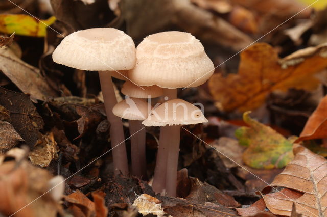 Rosy Bonnet (Mycena rosea)