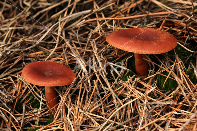 Peppery Milk-cap (Lactarius rufus)