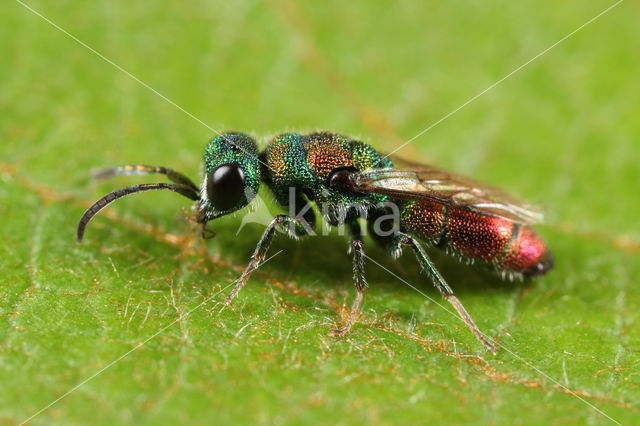 Chrysis illigeri