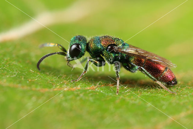 Chrysis illigeri