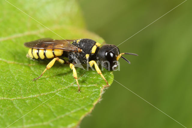 Kameelhalswesp (Lestica clypeata)