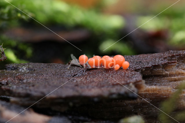 Peervormig draadwatje (Trichia decipiens)