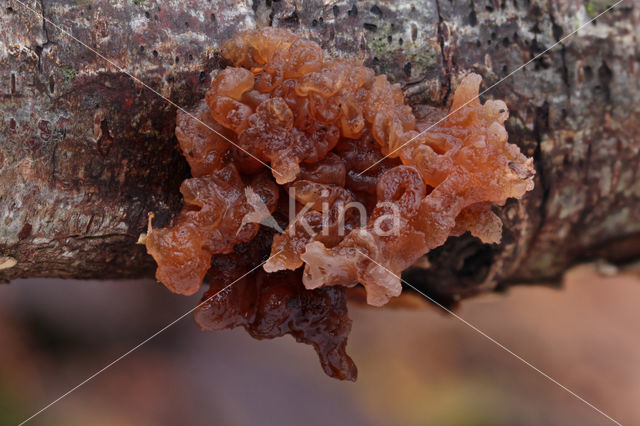 Tremella foliacea