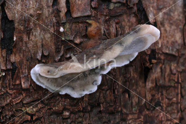 Bjerkandera adusta