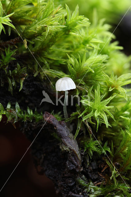 Kleverige schorsmycena (Mycena clavularis)