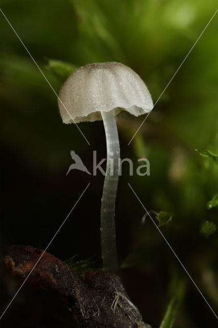 Kleverige schorsmycena (Mycena clavularis)