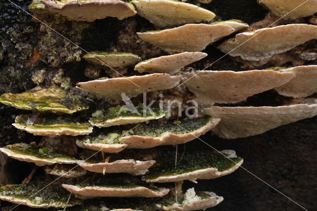 Witte bultzwam (Trametes gibbosa)