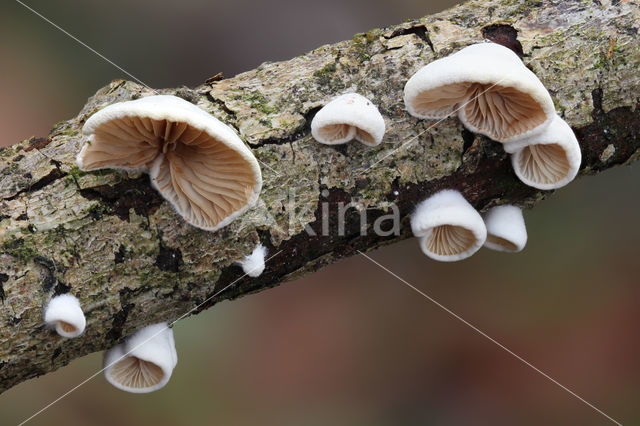 Rondsporig oorzwammetje (Crepidotus cesatii)